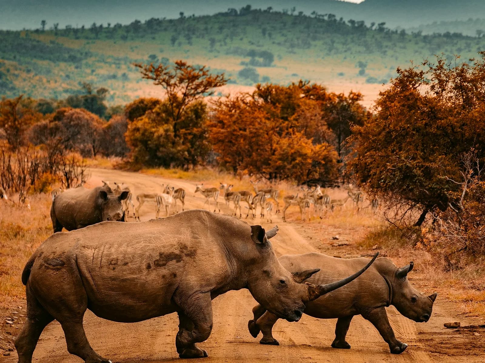 Aquila Safari from Cape Town — Cape Town and the Western Cape