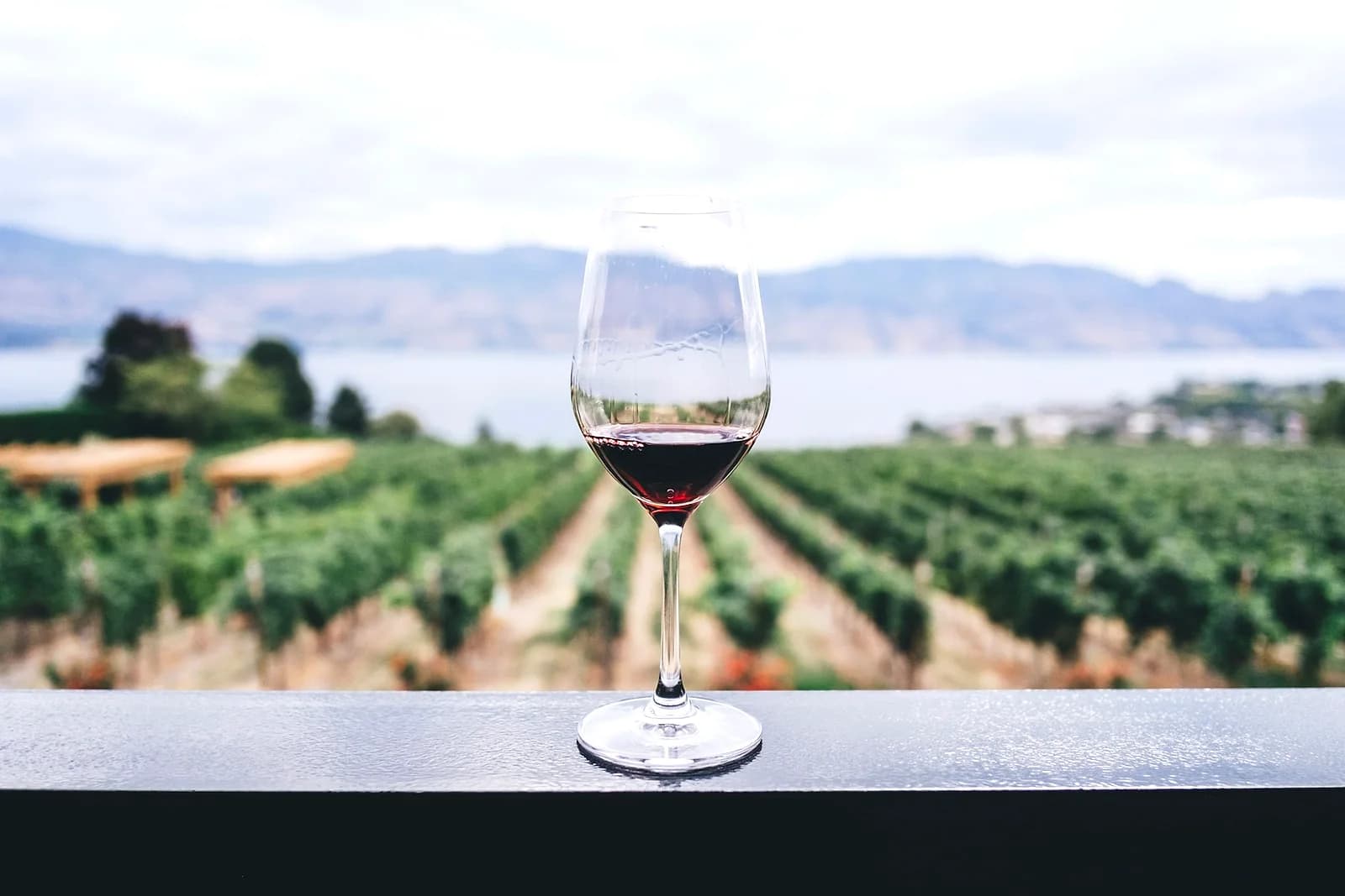 Vineyard rows at a historic Constantia wine estate