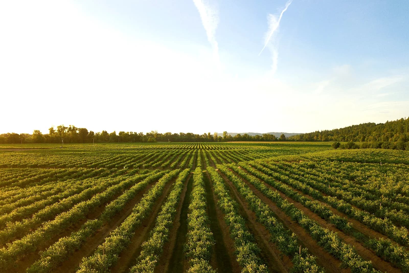 Mountain-backed vineyard near Franschhoek