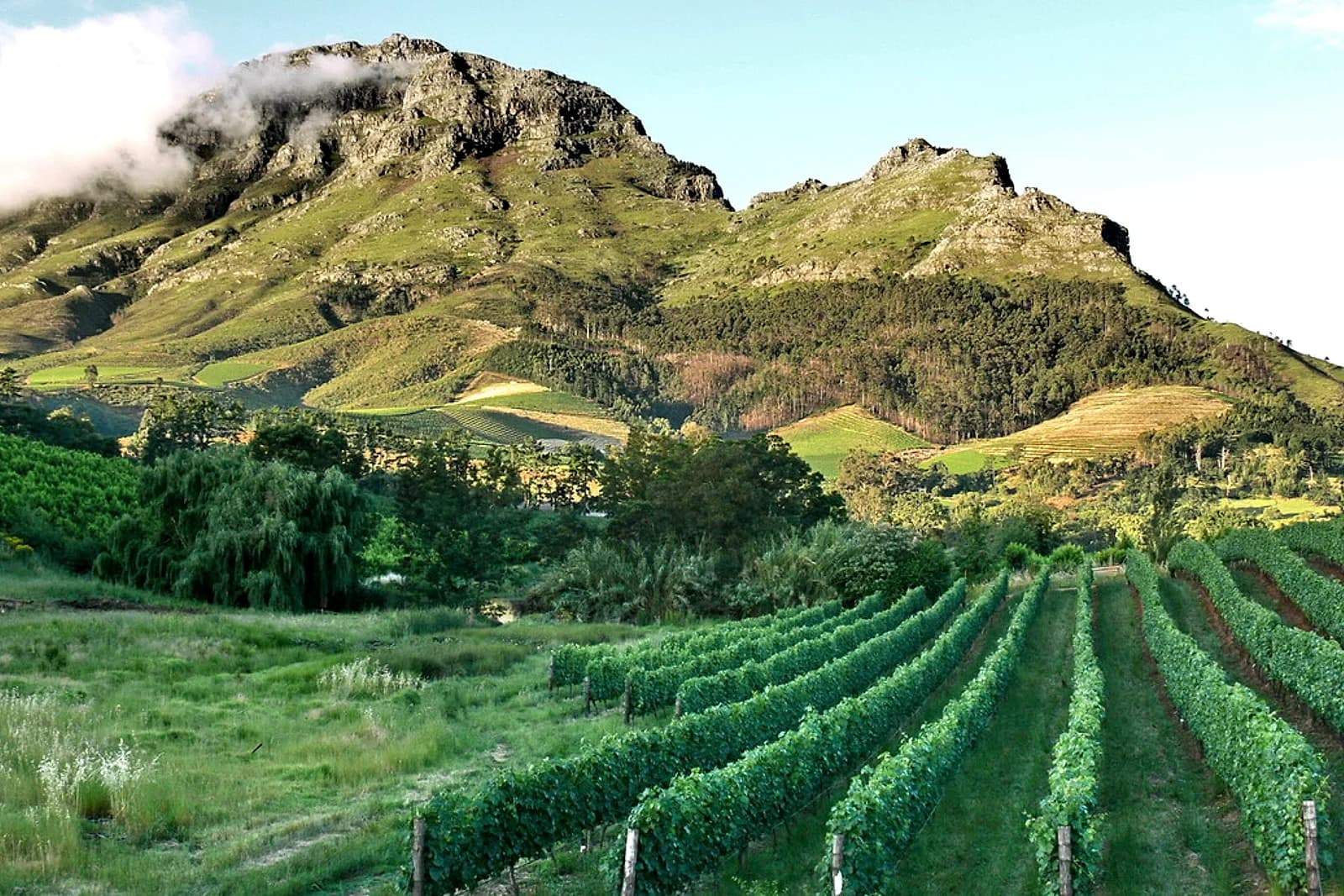 Stellenbosch vineyards with mountain backdrop