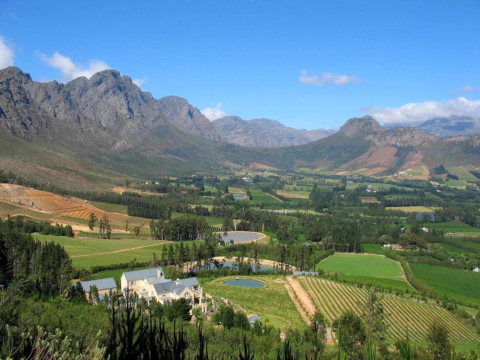 Elevated vineyard landscape in the Winelands