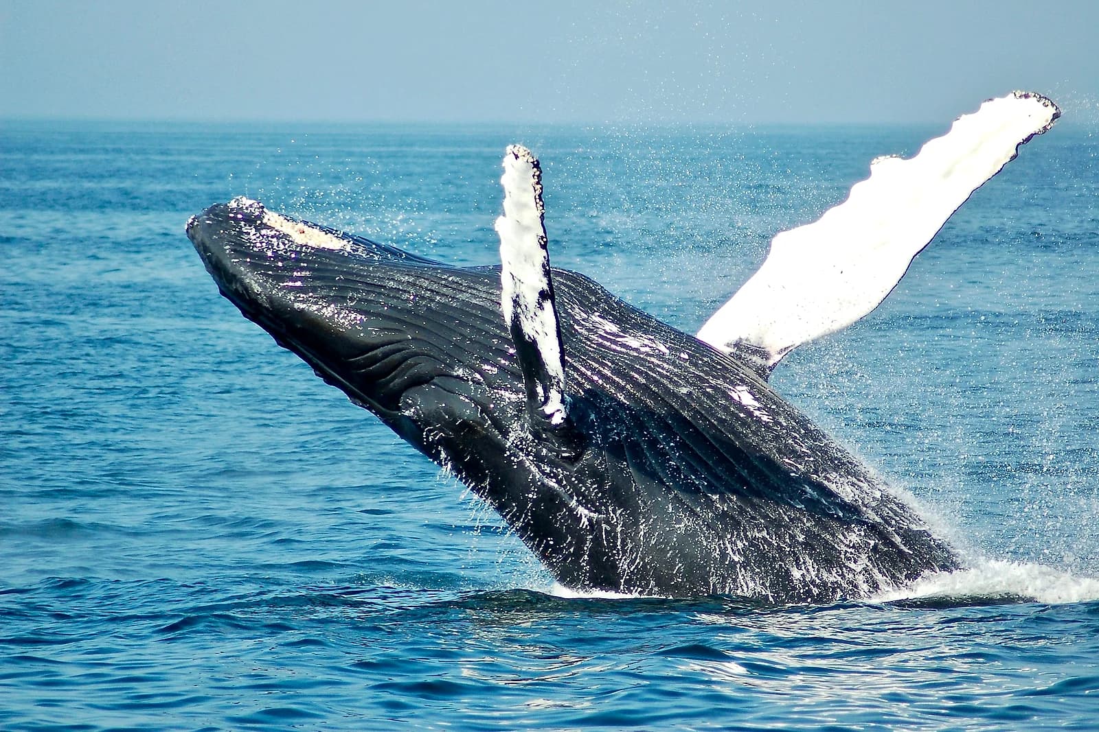 Whale breaching off the Hermanus Whale Coast