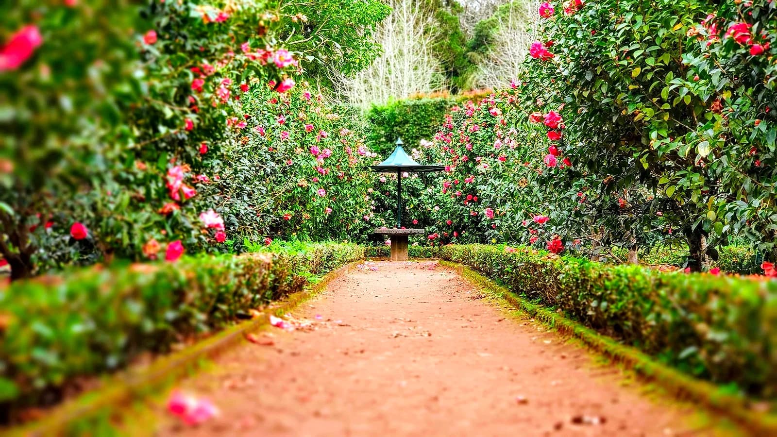 Lush botanical gardens beneath mountain slopes