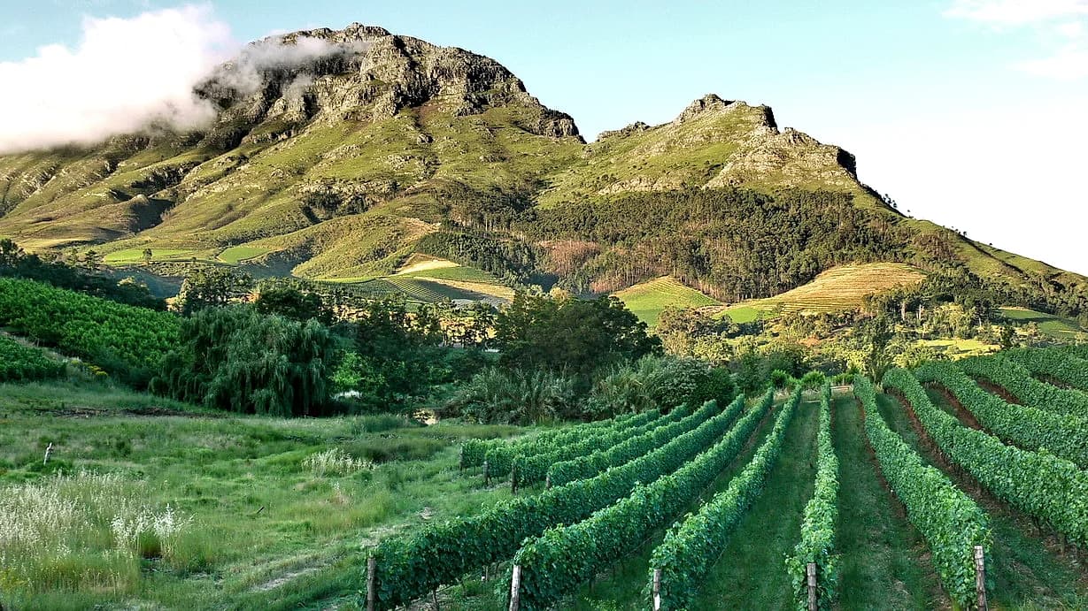 Rows of vines at a Cape Winelands estate