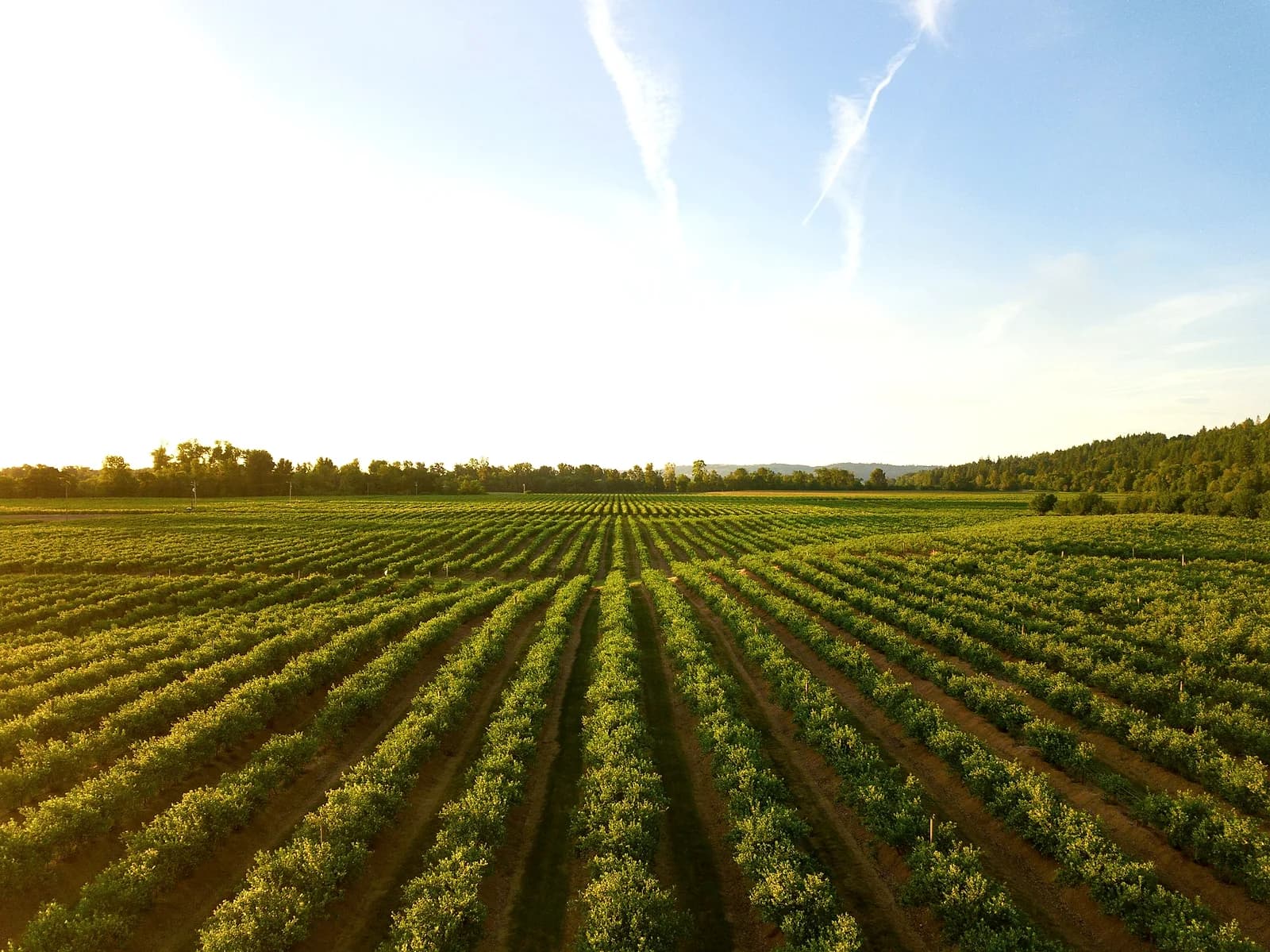 Vineyards in the Cape Winelands at golden hour